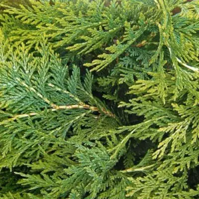 Кипарисовик ЭЛВУДИ ЭМПАЙР лавсона в Колодищи