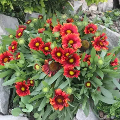 Гайлардия АРИЗОНА РЕД ШЕЙДС в Колодищи