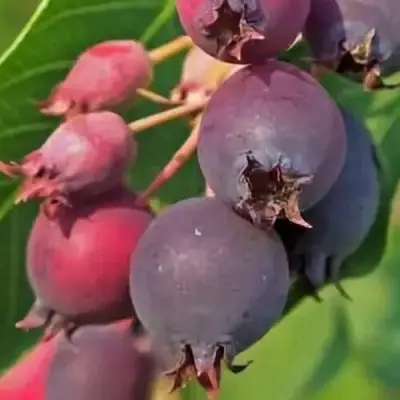 Ирга MANDAN в Колодищи