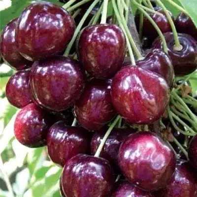 Черешня СИЛЬВИЯ колоновидная в Колодищи