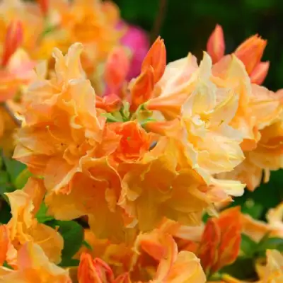 Азалия ЧАРДАШ листопадная в Колодищи