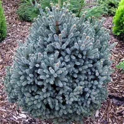 Ель НАНА сизая в Колодищи