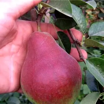 Груша РУМЯНАЯ КЕДРИНА в Колодищи