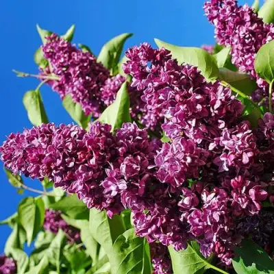 Сирень ЧАРЛЬЗ ДЖОЛИ в Колодищи