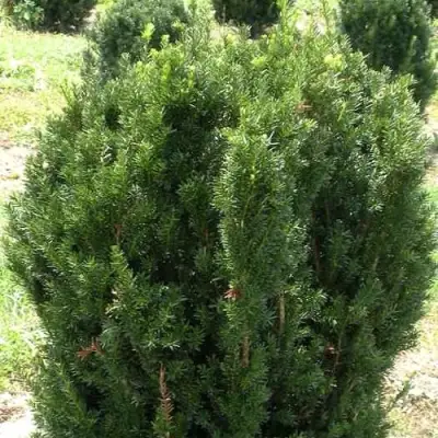 Тис ХИКСИ средний в Колодищи