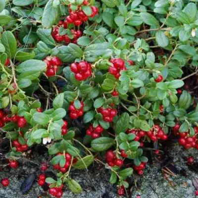 Брусника ЭРТЕЗЕГЕН в Колодищи