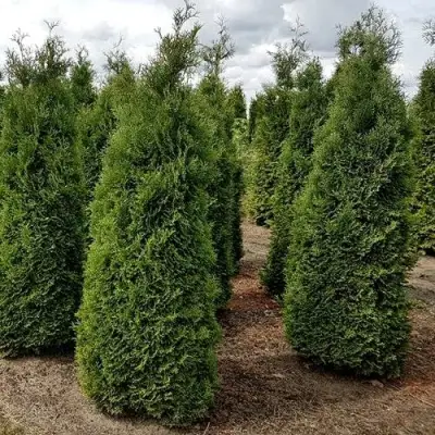 Туя ХОЛМСТРУП западная в Колодищи