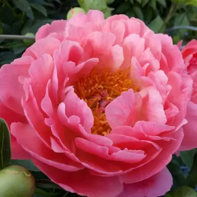 Пион КОРАЛ САНСЕТ травянистый в Колодищи