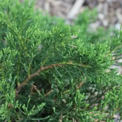 Можжевельник РОКЕРИ ДЖЕМ казацкий  в Колодищи