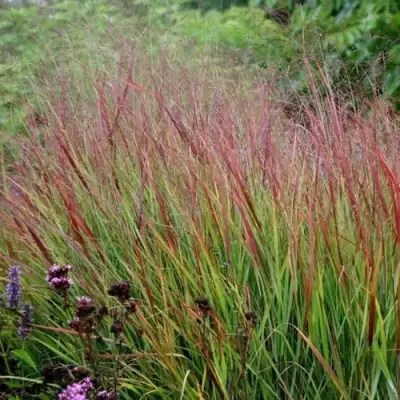 Просо РЕБРАУН прутьевидное в Колодищи