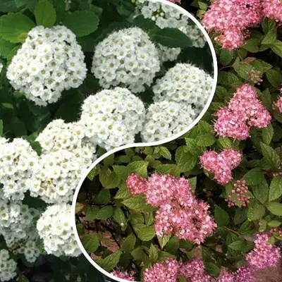 Комплект ТАЛАНТЛИВЫЙ САДОВОД в Колодищи