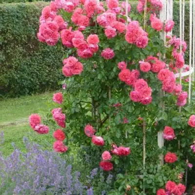 Роза РОЗАРИУМ ЮТЕРСОН плетистая в Колодищи