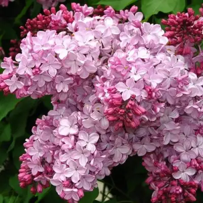 Сирень ЭСТЕР СТЕЙЛИ в Колодищи