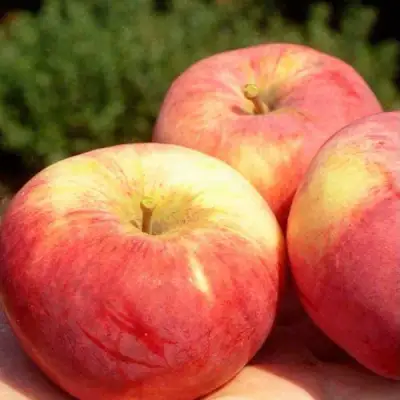 Яблоня ОРЛОВИМ в Колодищи