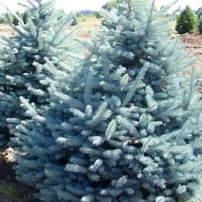 Ель ГЛАУКА колючая в Колодищи