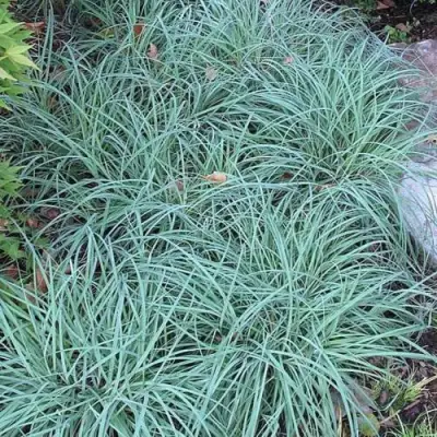 Осока БЛЮ ЗИНГЕР в Колодищи