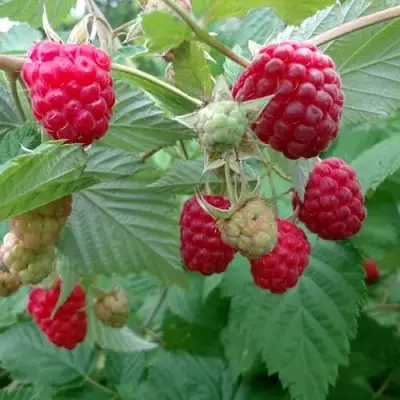 Малина ПРОСТО ПРЕЛЕСТЬ (СТОЛЕШНИК) в Колодищи