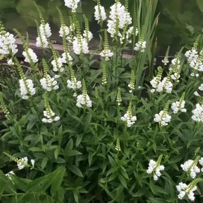 Физостегия АЛЬБА виргинская в Колодищи