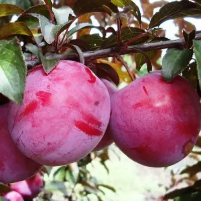 Слива ЛАМА в Колодищи