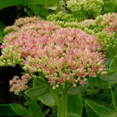 Очиток (седум) БРИЛЛИАНТ в Колодищи