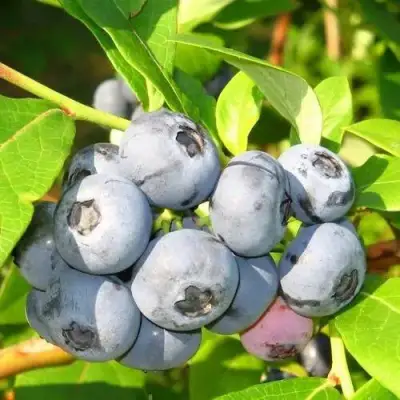 Голубика ЭЛИЗАБЕТ в Колодищи