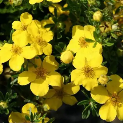 Лапчатка ХАКМАНС ГИГАНТ кустарниковая в Колодищи