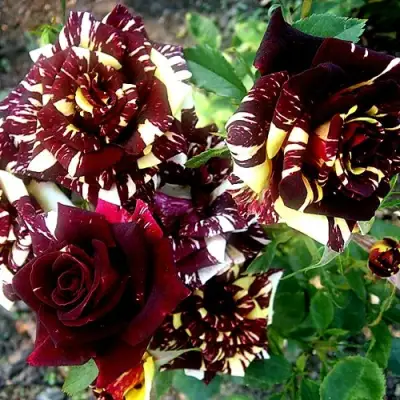 Роза ФОКУС ПОКУС флорибунда в Колодищи