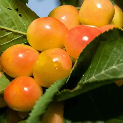 Дюк (черевишня) БЕЛОЧКА в Колодищи