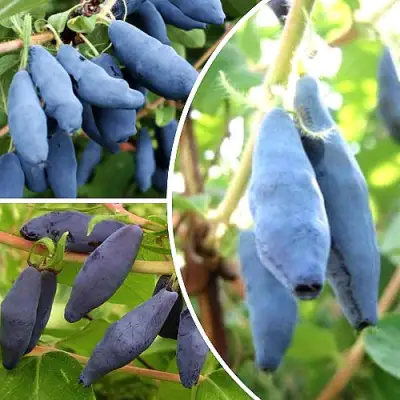 Комплект СЛАДКИЕ ХИТЫ в Колодищи