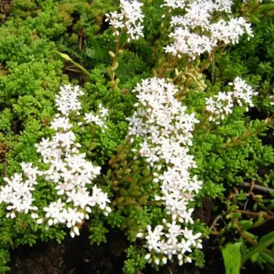 Очиток (седум) ХЛОРОТИКУМ белый в Колодищи