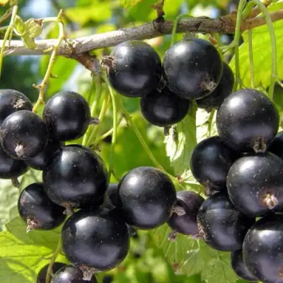 Смородина чёрная НЕСТЕР КОЗИН в Колодищи