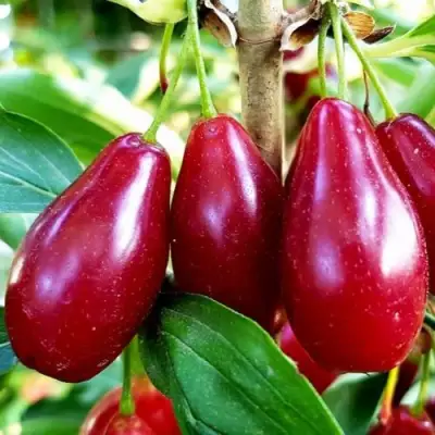 Кизил ВЛАДИМИРСКИЙ в Колодищи