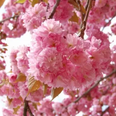 САКУРА  в Колодищи