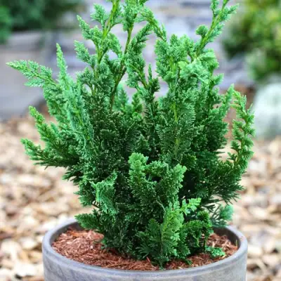 Кипарисовик ВИСЕЛЛИ лавсона в Колодищи