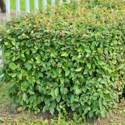 Кизильник блестящий в Колодищи