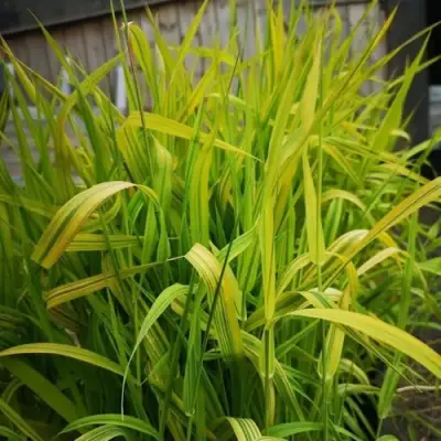 Фалярис АРКТИК САН тростниковый в Колодищи