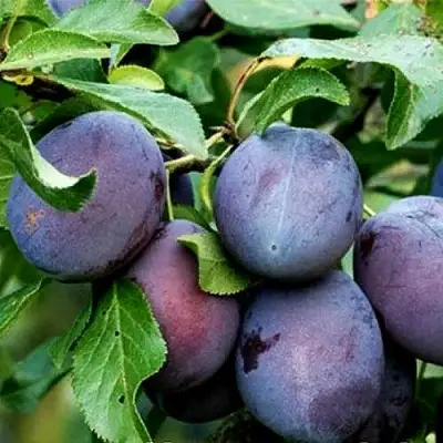 Слива ВЕНГЕРКА БЕЛОРУССКАЯ в Колодищи