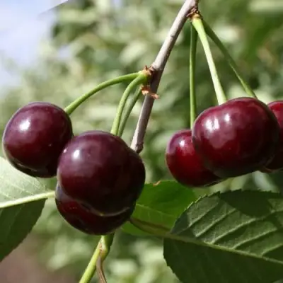 Вишня МОРОЗОВКА в Колодищи