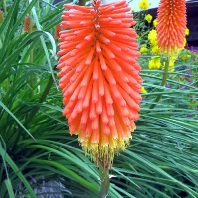 Книфофия БЕНГАЛ ФАЕР гибридная в Колодищи