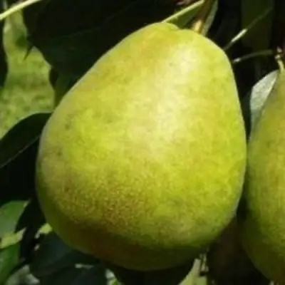 Груша ЛАГОДНАЯ в Колодищи