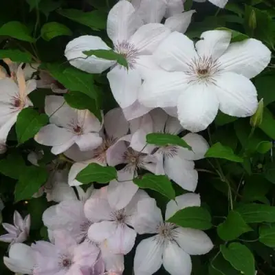 Клематис ИОАНН ПАВЕЛ 2 в Колодищи