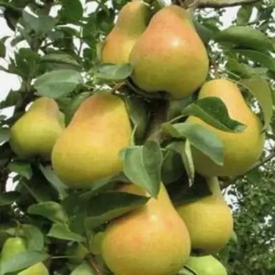 Груша ЛЮБИМИЦА ЯКОВЛЕВА в Колодищи