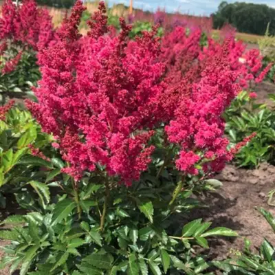 Астильба ЛАКИ ДЕЙ Арендса в Колодищи