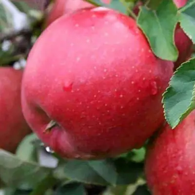 Яблоня ЧЕМПИОН в Колодищи