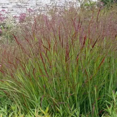 Просо ШЕНАНДО прутьевидное в Колодищи