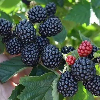 Ежевика ПОЛАР бесшипная  в Колодищи