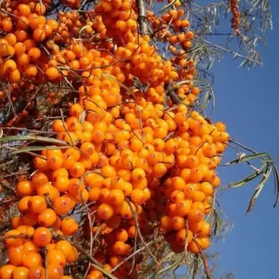 Облепиха СУДАРУШКА в Колодищи