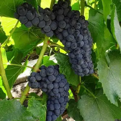 Виноград ВЭЛИАНТ в Колодищи