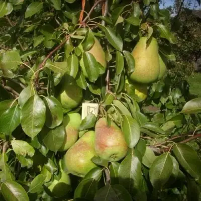 Груша БЕРЕ ЛЮКА в Колодищи