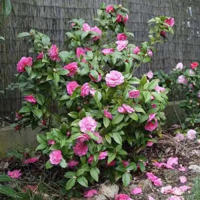 Камелия ДЕББИ в Колодищи